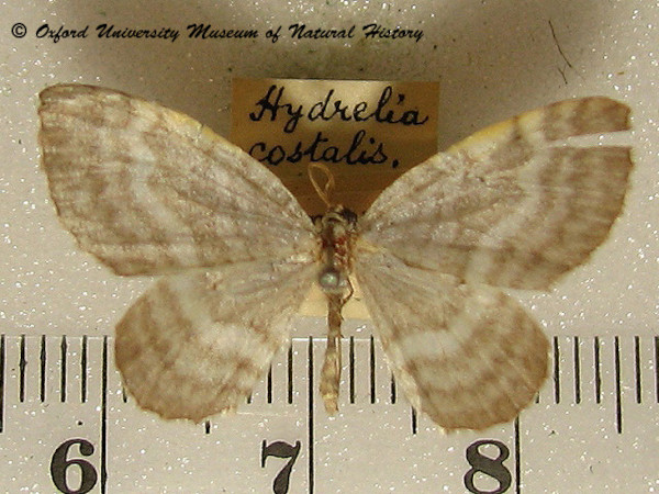 /filer/webapps/moths/media/images/C/costalis_Hydrelia_A_OUMNH.jpg