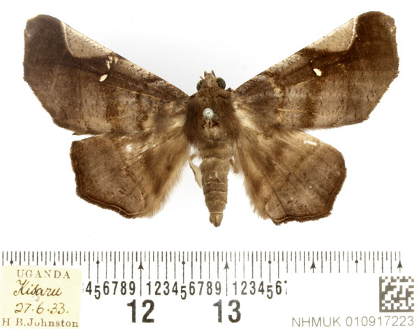 /filer/webapps/moths/media/images/C/costalis_Libystica_AF_BMNH.jpg