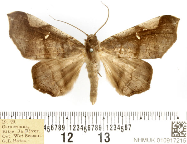 /filer/webapps/moths/media/images/C/costalis_Libystica_AM_BMNH.jpg