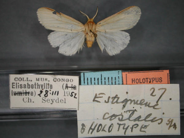 /filer/webapps/moths/media/images/C/costalis_Logunovium_HT_RMCA_01.jpg