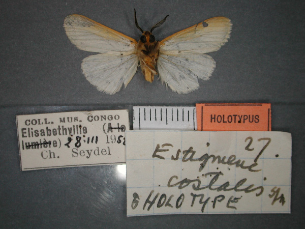 /filer/webapps/moths/media/images/C/costalis_Logunovium_HT_RMCA_02.jpg