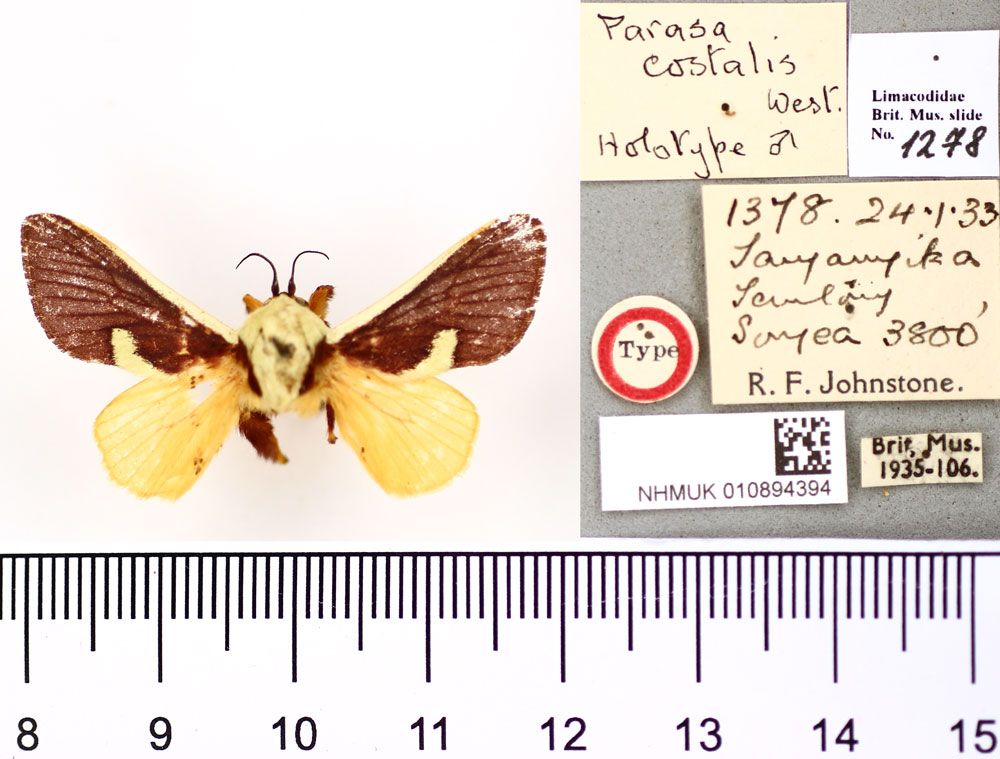 /filer/webapps/moths/media/images/C/costalis_Parasa_HT_BMNH.jpg