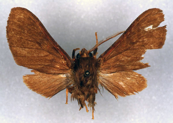 /filer/webapps/moths/media/images/C/costalis_Rhabdomarctia_HT_ZSM_01.jpg