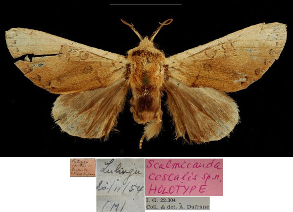 /filer/webapps/moths/media/images/C/costalis_Scalmicauda_HT_RBINSa.jpg