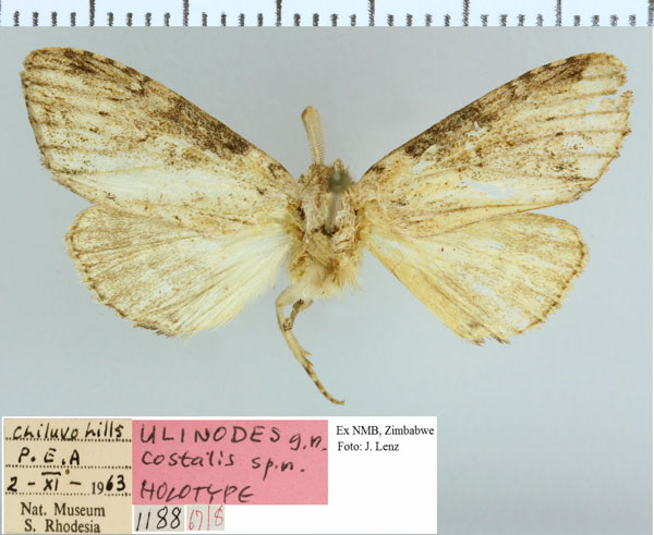 /filer/webapps/moths/media/images/C/costalis_Ulinodes_HT_NMB.jpg