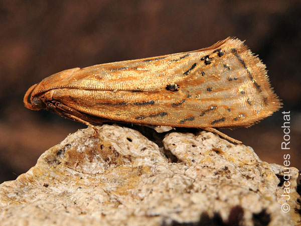 /filer/webapps/moths/media/images/C/costella_Chrysocentris_A_Rochat.jpg