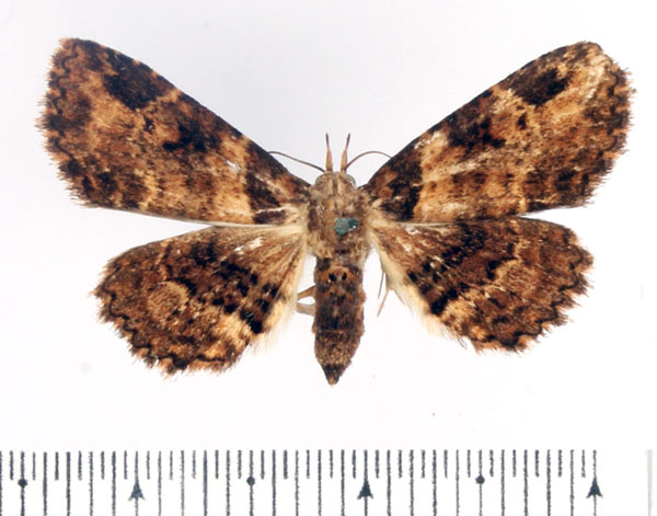/filer/webapps/moths/media/images/C/costibarbata_Argyrolopha_AF_BMNH.jpg