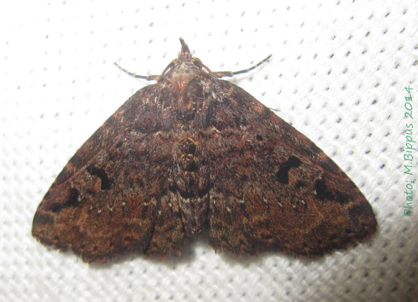 /filer/webapps/moths/media/images/C/costibarbata_Argyrolopha_A_Bippus.jpg