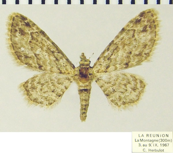 /filer/webapps/moths/media/images/C/costicavata_Chloroclystis_AM_ZSMa.jpg