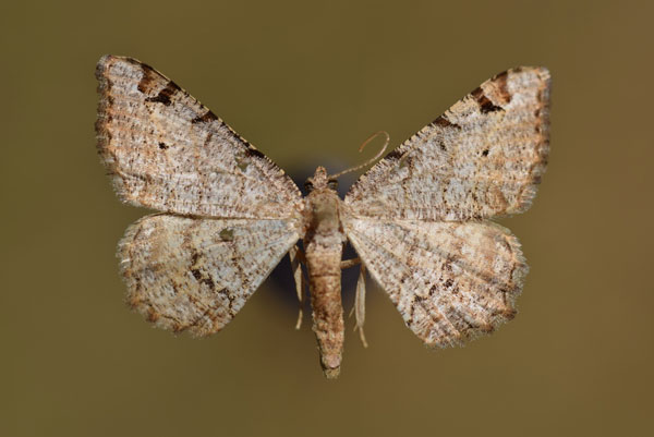 /filer/webapps/moths/media/images/C/costicommata_Chiasmia_A_Butler.jpg