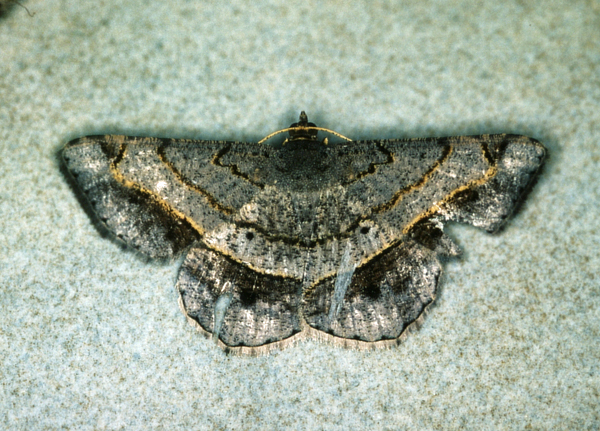 /filer/webapps/moths/media/images/C/costiguttata_Chiasmia_A_Roland_01.jpg
