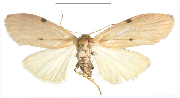 /filer/webapps/moths/media/images/C/costimacula_Archithosia_AF_MSNS.jpg