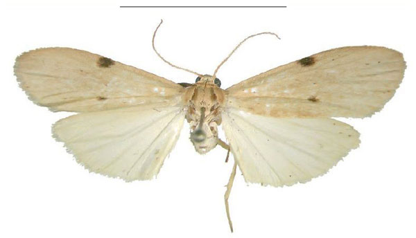 /filer/webapps/moths/media/images/C/costimacula_Archithosia_AM_MSNS.jpg