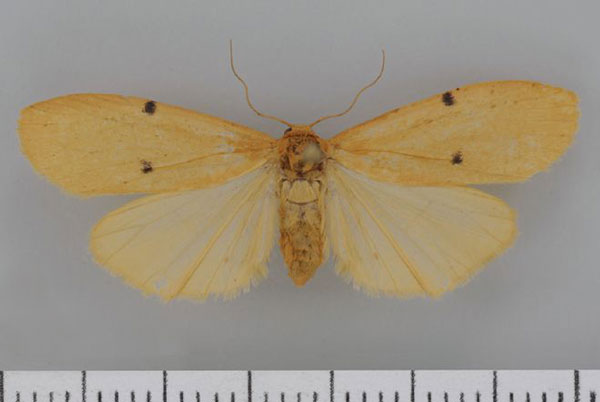 /filer/webapps/moths/media/images/C/costimacula_Architosia_AF_Kruger32.jpg