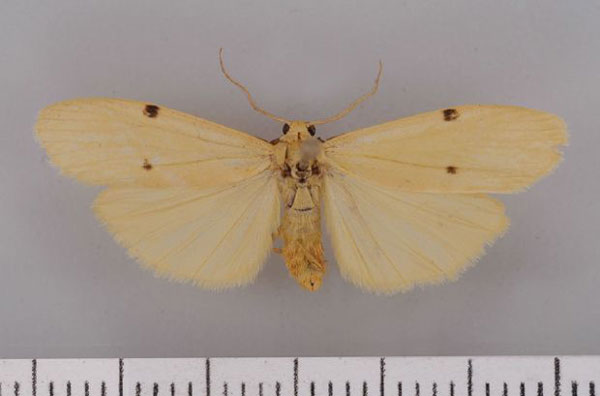 /filer/webapps/moths/media/images/C/costimacula_Architosia_AM_Kruger31.jpg