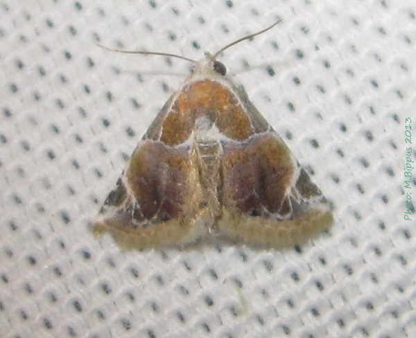 /filer/webapps/moths/media/images/C/costimacula_Autoba_A_Bippus.jpg