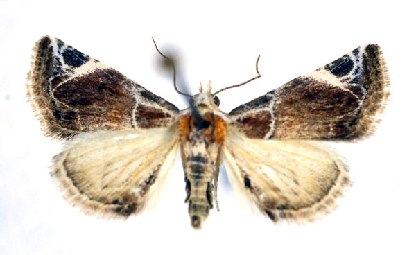 /filer/webapps/moths/media/images/C/costimacula_Autoba_A_NHMO.jpg