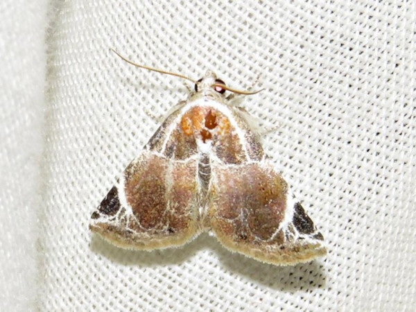 /filer/webapps/moths/media/images/C/costimacula_Eublema_A_Braun.jpg
