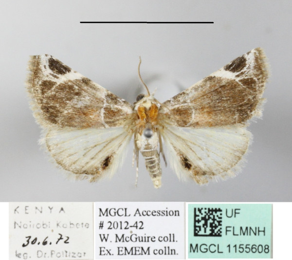 /filer/webapps/moths/media/images/C/costimacula_Eublema_A_MGCLa_01.jpg