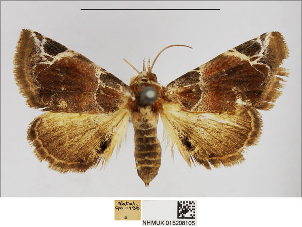 /filer/webapps/moths/media/images/C/costimacula_Eublemma_AF_NHMUK.jpg