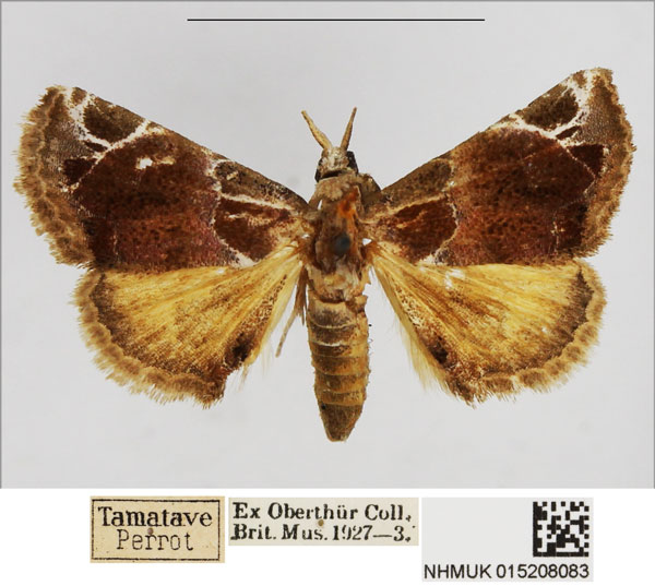 /filer/webapps/moths/media/images/C/costimacula_Eublemma_AM_NHMUK.jpg