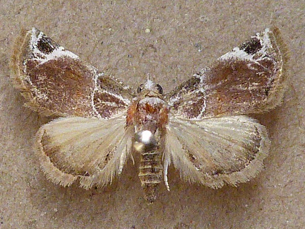 /filer/webapps/moths/media/images/C/costimacula_Eublemma_A_Butler.jpg