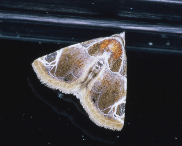 /filer/webapps/moths/media/images/C/costimacula_Eublemma_A_Roland_01.jpg