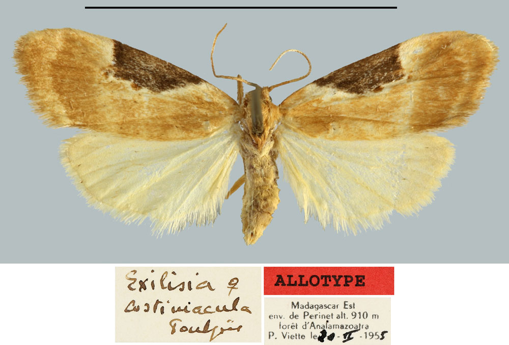 /filer/webapps/moths/media/images/C/costimacula_Exilisia_AT_MNHN.jpg