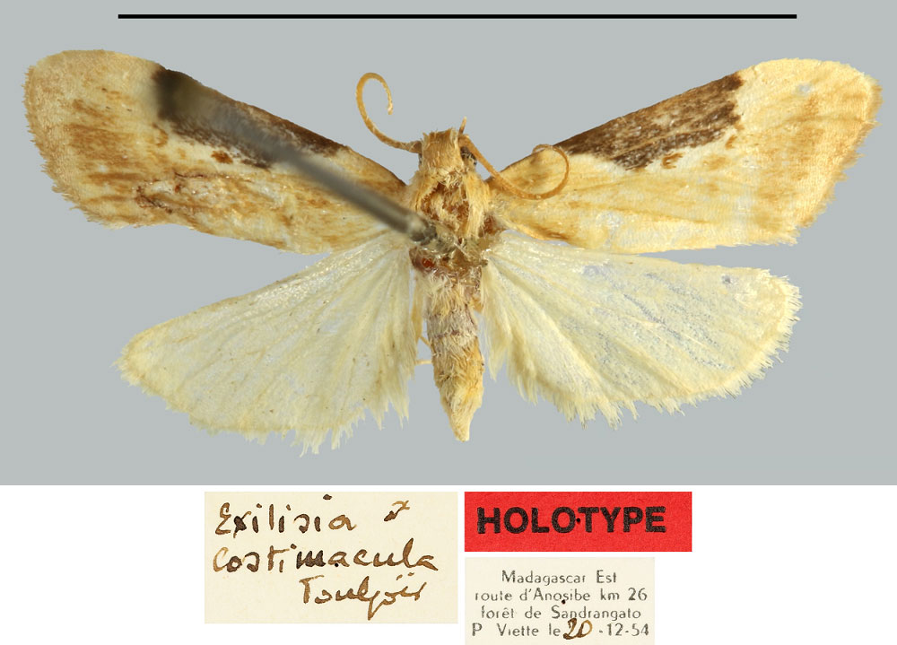 /filer/webapps/moths/media/images/C/costimacula_Exilisia_HT_MNHN.jpg