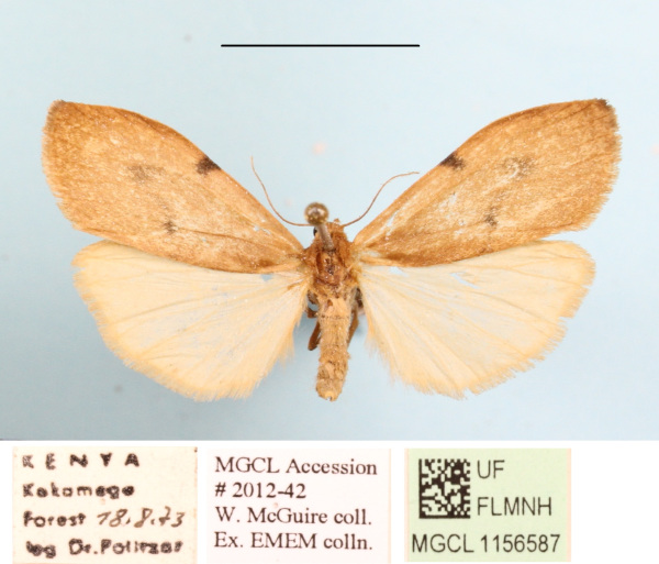 /filer/webapps/moths/media/images/C/costimacula_Ligulosa_AF_MGCLa_02.JPG