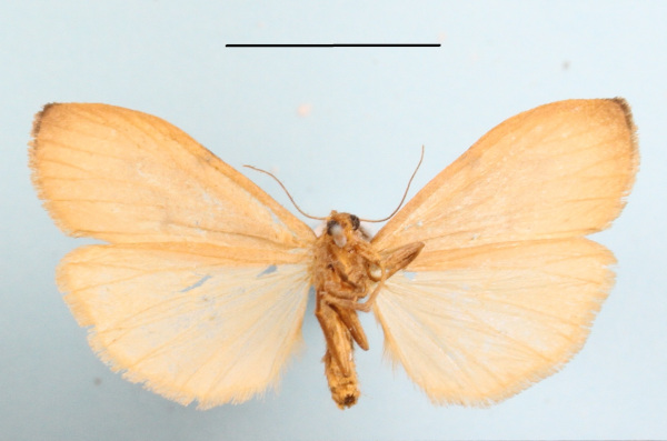 /filer/webapps/moths/media/images/C/costimacula_Ligulosa_AF_MGCLb_02.JPG