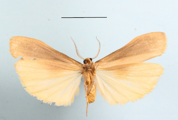 /filer/webapps/moths/media/images/C/costimacula_Ligulosa_AM_MGCLb_01.JPG
