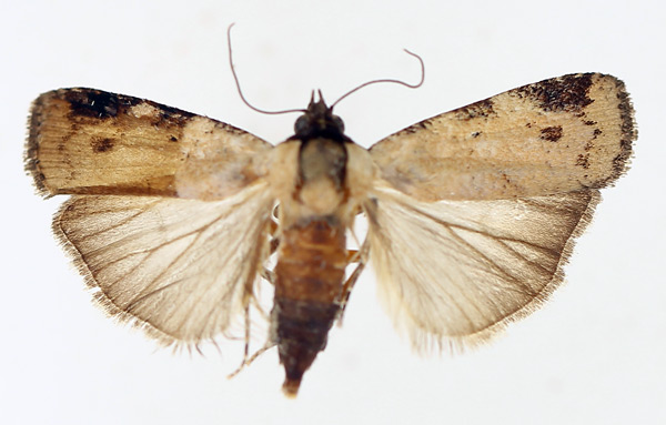 /filer/webapps/moths/media/images/C/costimacula_Mesogenea_AF_TMSA_01.jpg
