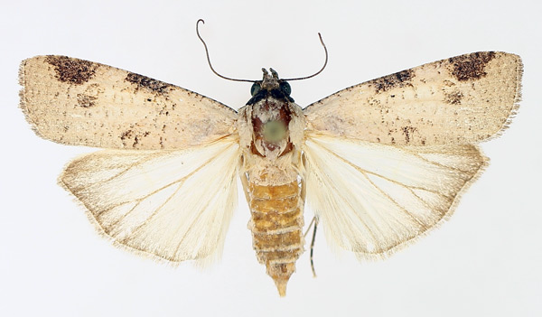 /filer/webapps/moths/media/images/C/costimacula_Mesogenea_AF_TMSA_02.jpg