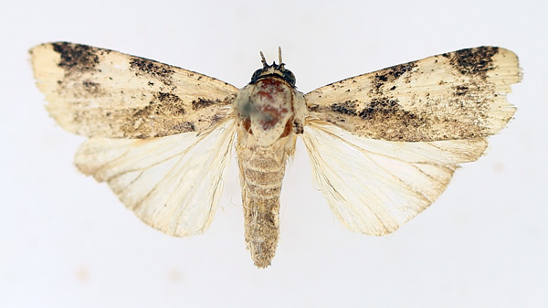 /filer/webapps/moths/media/images/C/costimacula_Mesogenea_AM_TMSA_01.jpg