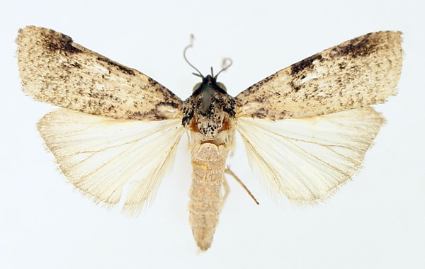 /filer/webapps/moths/media/images/C/costimacula_Mesogenea_AM_TMSA_02.jpg