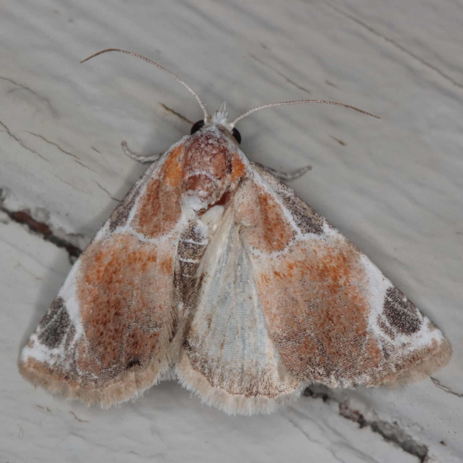 /filer/webapps/moths/media/images/C/costimacula_plagiopera_Eublemma_A_Heyns_01.jpg