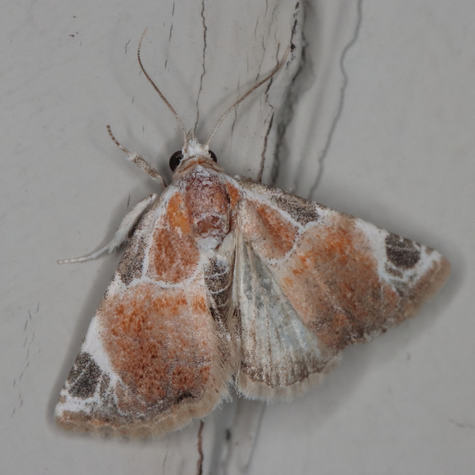 /filer/webapps/moths/media/images/C/costimacula_plagiopera_Eublemma_A_Heyns_02.jpg