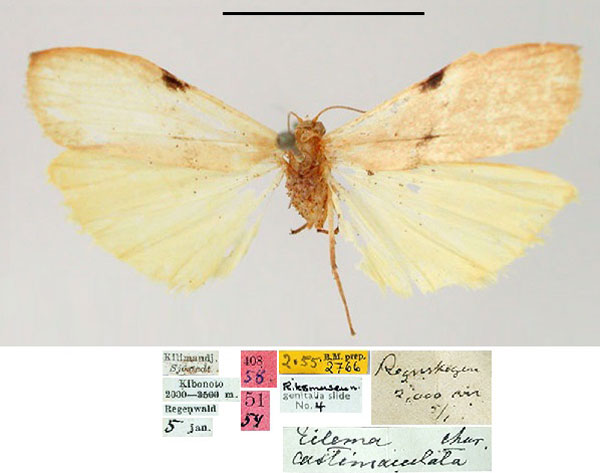 /filer/webapps/moths/media/images/C/costimaculata_Eilema_HT_SNHM.jpg