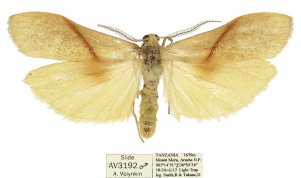 /filer/webapps/moths/media/images/C/costimaculata_Ligulosia_AM_ANHRT.jpg