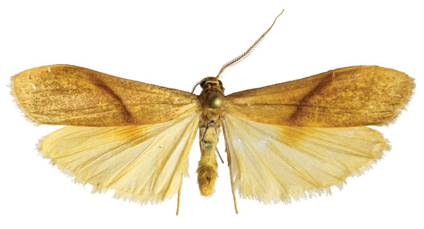 /filer/webapps/moths/media/images/C/costimaculata_Ligulosia_AM_ZMJU.jpg