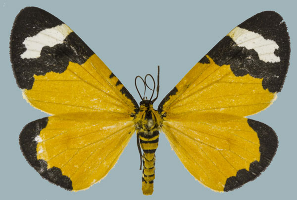 /filer/webapps/moths/media/images/C/costimaculata_Zerenopsis_AF_Staude.jpg
