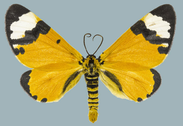 /filer/webapps/moths/media/images/C/costimaculata_Zerenopsis_AM_Staude.jpg