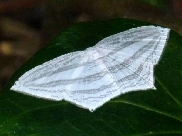 /filer/webapps/moths/media/images/C/costinigrata_Acropteris_A_Catchick.JPG