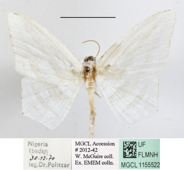 /filer/webapps/moths/media/images/C/costinigrata_Acropteris_A_MGCLa_01.JPG