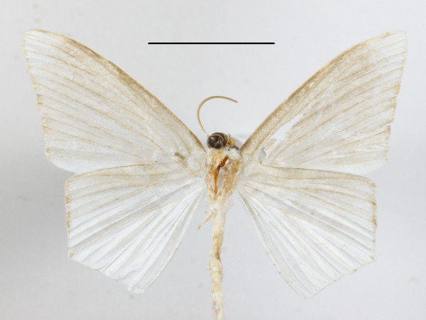 /filer/webapps/moths/media/images/C/costinigrata_Acropteris_A_MGCLb_01.JPG