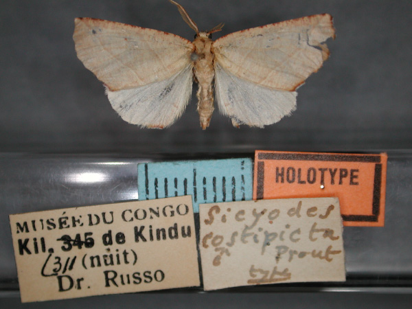 /filer/webapps/moths/media/images/C/costipicta_Drepanogynis_HT_RMCA_01.jpg