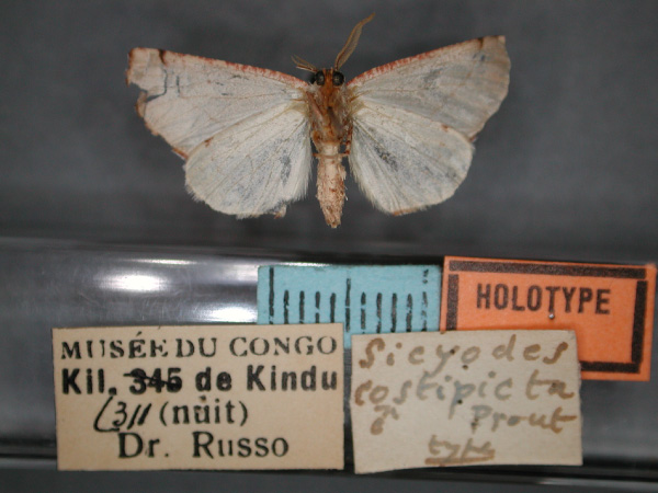 /filer/webapps/moths/media/images/C/costipicta_Drepanogynis_HT_RMCA_02.jpg