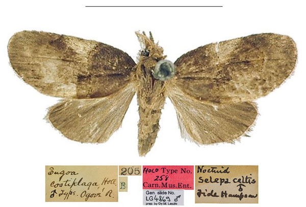 /filer/webapps/moths/media/images/C/costiplaga_Eugoa_HT_CMNH.jpg