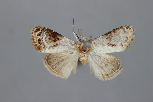 /filer/webapps/moths/media/images/C/costiplagiata_Meganola_HT_BMNH.jpg